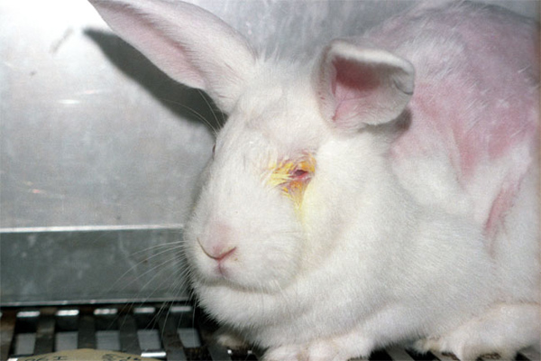 Animal Testing Rabbit